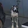 DOG ALLEMAND thumb 0