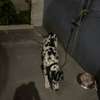 DOG ALLEMAND thumb 3