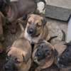 Berger malinois thumb 1