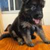 Chiot berger allemand pur thumb 2