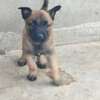 chiots malinois pure sang thumb 1