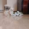 Chien de salon thumb 2
