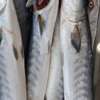 FRUITS DE MER ET POISSONS thumb 9