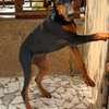 Couple doberman thumb 0