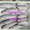 QUEEN FISH ou YÉRBÉLÉ À VENDRE thumb 1