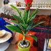 Fleur de coin thumb 1