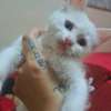 Chats chatons Angora turc blancs aux yeux bleus thumb 1