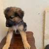 Chiot berger allemand poils longs thumb 2