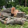 Abattage et élagage d'un arbre ou de plusieurs arbres thumb 0