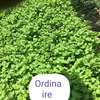 Vente de nana (menthe) thumb 2