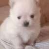 Pomeranè thumb 6