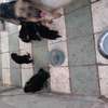 Chiots a vendre thumb 12