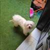 Bichon adulte thumb 2