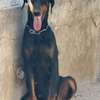 Chiot femelle Doberman noir et feu thumb 7