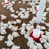POULETS DE CHAIR EN GROS ET DETAIL thumb 2