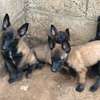 Chiots berger Belge Malinois thumb 1