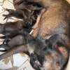 Chiots malinois pure race thumb 0