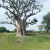 5 hectares à vendre entre Saou et Diambalo thumb 0