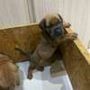 BOERBOEL thumb 6