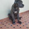 Chiots Cane Corso thumb 1