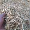 Foin de maralfalfa ngone bu wow maralfalfa thumb 4