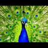 Paon bleu et paon blanc adulte plumage spectaculaire jardin thumb 3