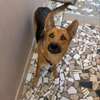 chienne berger allemand pure sang thumb 1