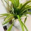Petites et grandes Plantes d'intérieur vertes thumb 5