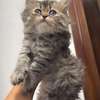 Chatons Chinchilla Persans – 2 mois et 2 semaines thumb 0