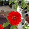 Plantes fleuries - zinnias thumb 0