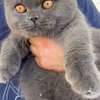 Chaton scottish fold (5mois) thumb 0