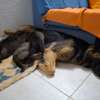 Chiots berger allemand thumb 1