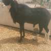 Vente Flash mouton Tabaski thumb 1