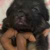 Chiot Berger Allemand thumb 1