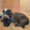 Berger allemand  malinois thumb 1