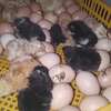Poussins Goliath vaccinés à vendre thumb 10