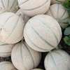 Vente melons thumb 1