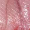 Filet saumon, cabillaud,lotte, sole thumb 1
