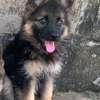 Chiot berger allemand thumb 1