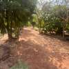 TERRAIN DE 18000M2 A NGERIGNE thumb 4