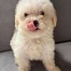 BICHONS à vendre thumb 1
