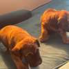 Boerboel thumb 1