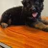 Chiot berger allemand pur thumb 3