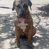 Femelle Presa Canario thumb 0