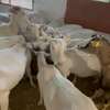 Vente de chèvres laitières importées thumb 0