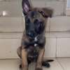 Berger malinois thumb 2