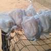 Vente poulet de chair thumb 2