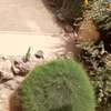 Grande villa a vendre a Mermoz thumb 1