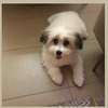 Bichon maltais 1 a 6 mois thumb 4