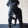 Chiots Cane Corso thumb 2